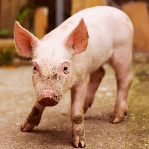 Животный Портрет Стоящей Милой Розовой Свиньи — стоковое фото