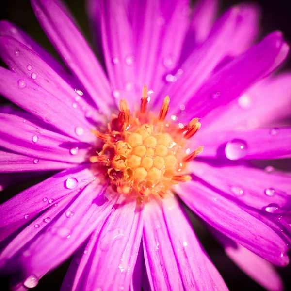 Foto Cerca Hermosa Flor Rosa Con Gotas Agua —  Fotos de Stock