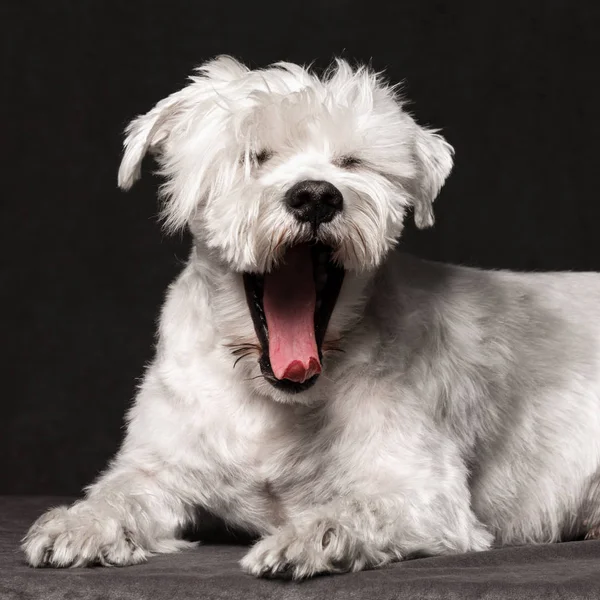 暗い灰色の背景の上に動物の肖像画おかしい笑い あくびをしたり白いシュナウザー犬 ストック画像