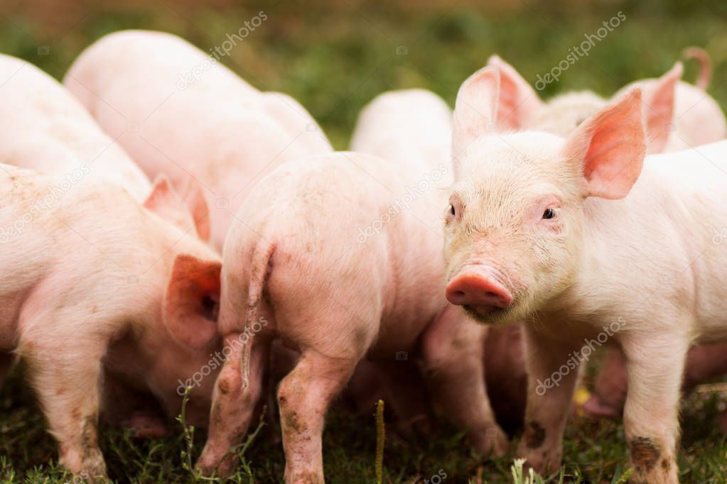 Animal group of cute pink little pigs on grass, agricultural pig breeding concept.