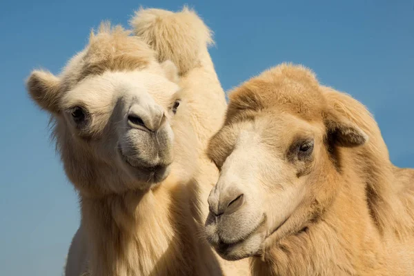 Retrato Animal Dos Camellos Claros Sobre Fondo Azul — Foto de Stock