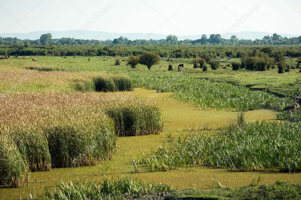 Swampy farm with domestic animals in the Zasavica special nature reserve in Serbia.
