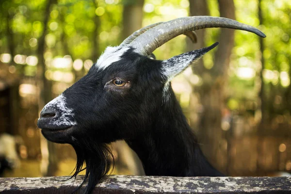 Animal portrait of domestic black goat, goat breeding concept.