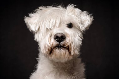 Koyu arka plan üzerinde ciddi beyaz schnauzer köpek hayvan portresi önden görünüm.