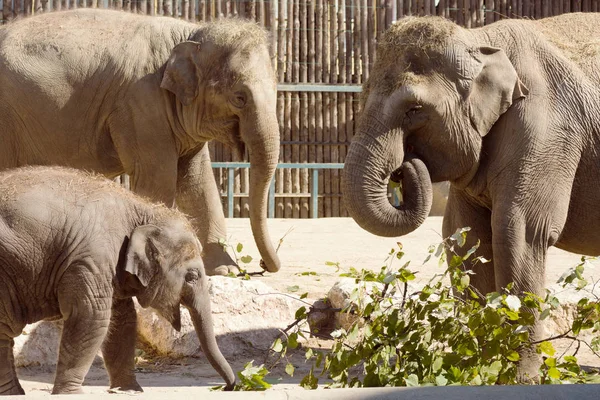 ハンガリーのブダペストの動物園で一緒に素敵な象の家族 ストック画像