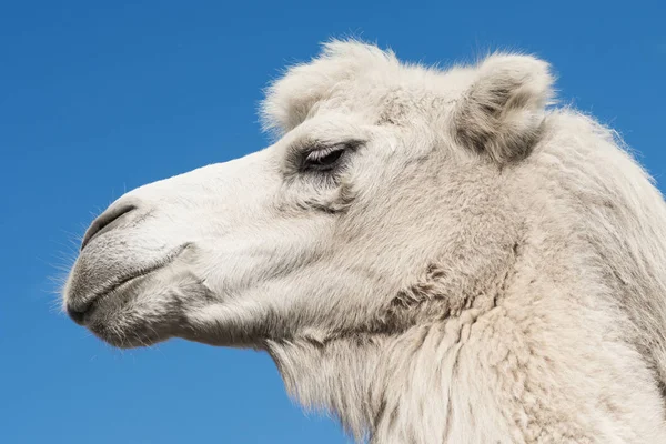 Retrato Animal Vista Lateral Camello Blanco Sobre Fondo Azul — Foto de Stock