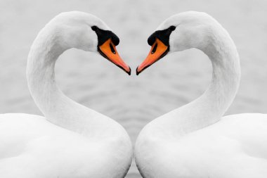 Kalp şekli aşk sembolü boyun iki beyaz kuğu. Simetri, gerçek aşk, doğada güzellik.