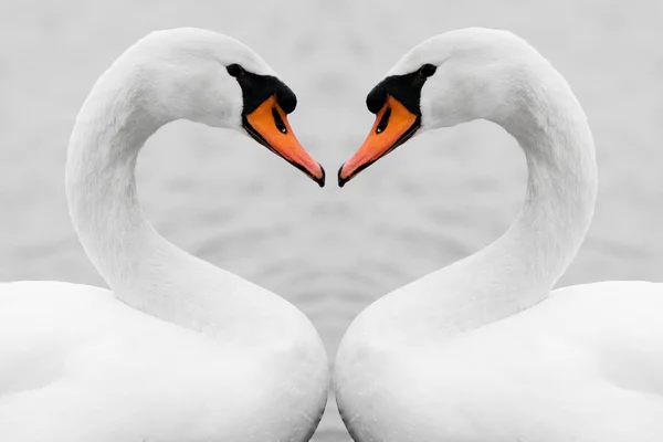 Heart Shape Love Symbol Neck Two White Swans Symmetry True — Stock Photo, Image