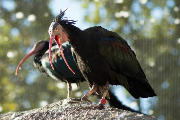 Retrato Animal Dos Pájaros Negros Zoo — Foto de Stock