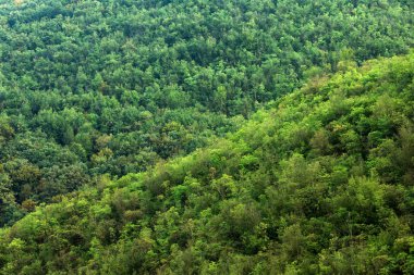 Yeşil yemyeşil bitki örtüsü, hill, vahşi hayat, doğa yemyeşil orman.