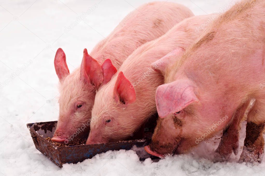 Three young domestic pigs are eating on the snow at winter.