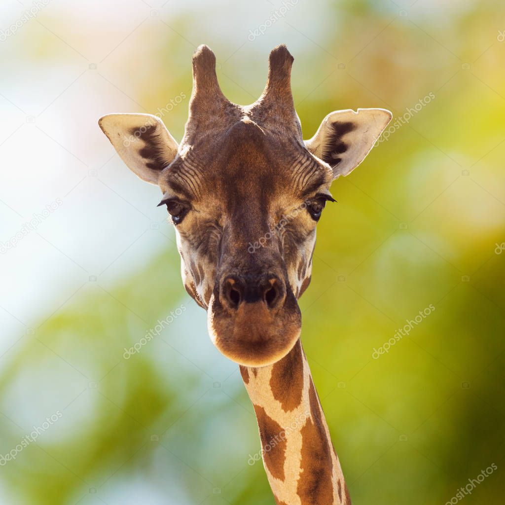 Front view animal portrait of giraffe in nature.
