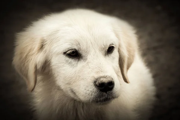 Dierlijke Portret Van Witte Hond Donkere Achtergrond — Stockfoto