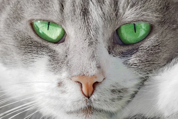 Close-up front view animal portrait of tabby cat with green eyes.