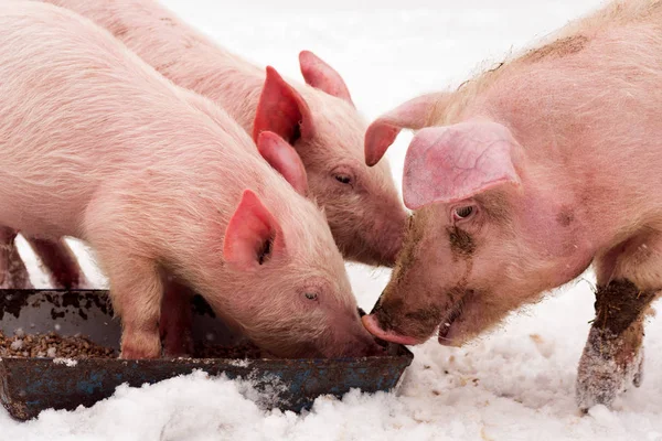 Três Porcos Estão Comendo Neve Inverno — Fotografia de Stock