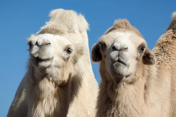 Retrato Animal Pareja Camellos Blancos Sobre Fondo Azul — Foto de Stock