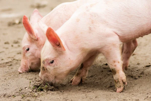 Две Маленькие Свиньи Сельскохозяйственные Животные Песке Концепция Разведения Свиней — стоковое фото