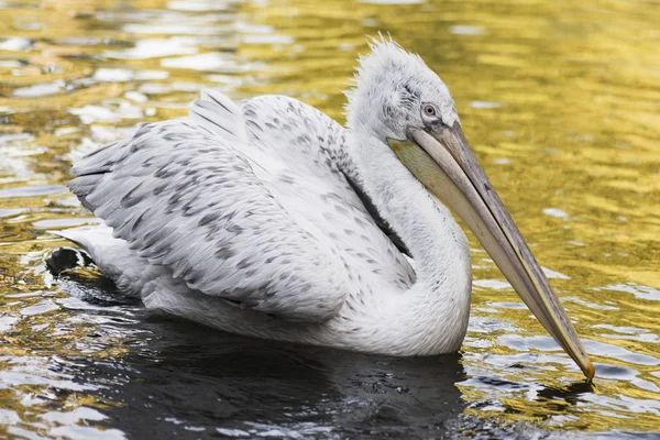 Pássaro Pelicano Branco Está Nadando Lago Natureza — Fotografia de Stock