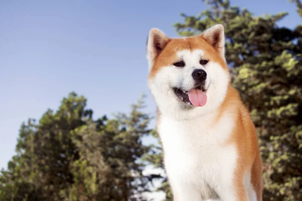 Djur Porträtt Härlig Japansk Akita Hund Utomhus Naturen — Stockfoto