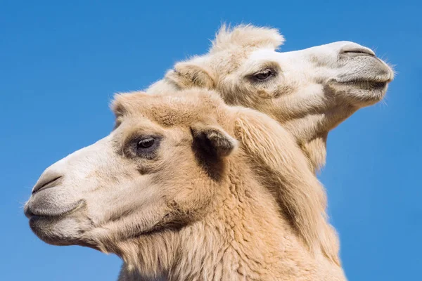 Two camel or dromedary heads are on blue background.