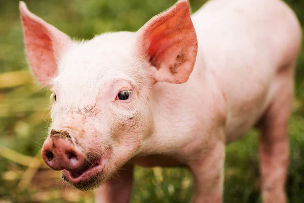 Грязная Маленькая Свинья Открытом Воздухе Свиноводство Сельскохозяйственная Деятельность Концепции — стоковое фото