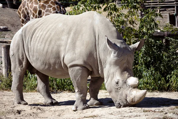 Grand Rhinocéros Gris Est Debout Extérieur Dans Zoo — Photo