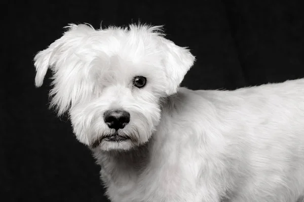 Животный Портрет Белой Шнауцевой Собаки Черном Фоне — стоковое фото