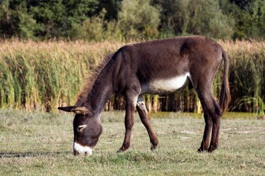 Kahverengi eşek çim açık havada doğa, organik eşek üreme kavramı otlatma.