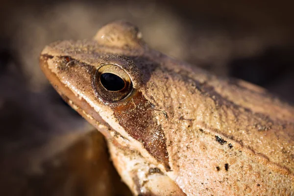 Vue Latérale Gros Plan Portrait Animal Grenouille Brune — Photo