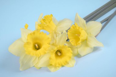 Parlak mavi zemin üzerine sarı nergis bahar çiçekleri vardır.