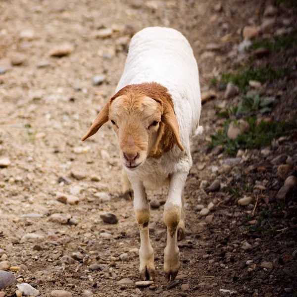 Jonge Witte Bok Met Bruin Hoofd Wandelen Alleen Buitenshuis — Stockfoto