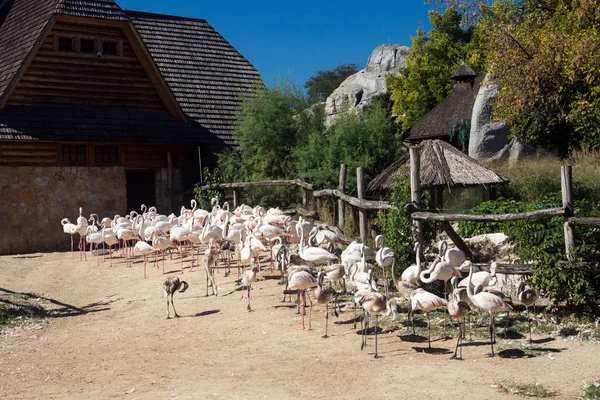 Flamingo birds are in Zoo in Budapest in Hungary.