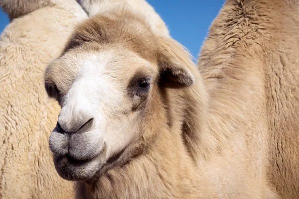 Close-up animal portrait of Arabian beige camel.