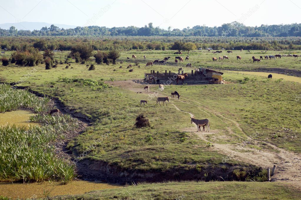 Grazing farm animals are on farmland in nature, organic cattle breeding concept.