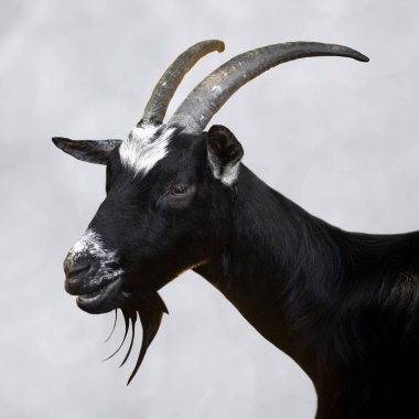 Animal portrait of black goat with horns on gray background. clipart
