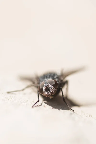 domestic fly insect