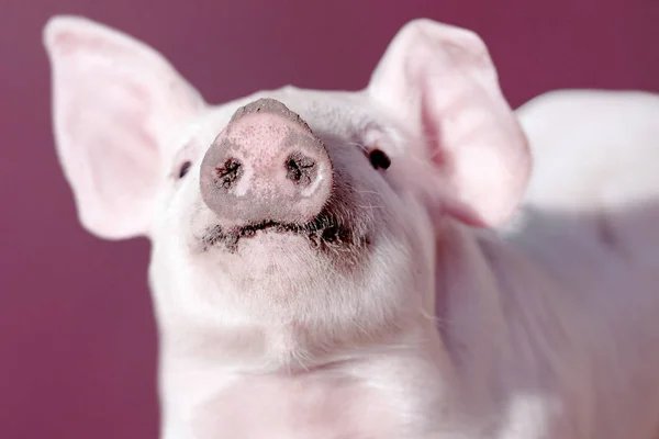 猪的鼻口部 — 图库照片