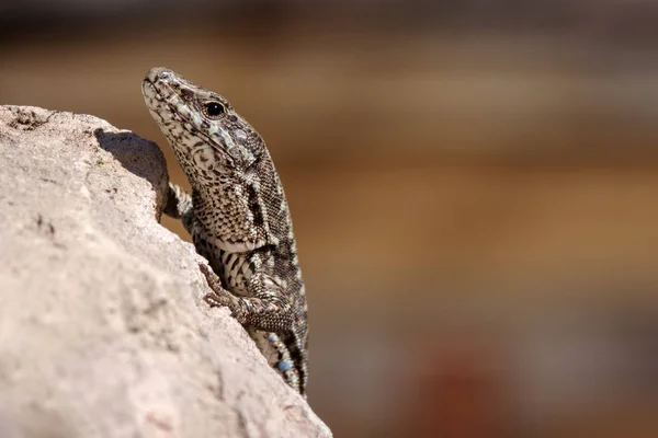 Lézard sur le rocher — Photo