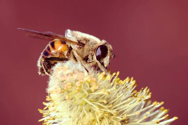 Abeja en la polinización de flores — Foto de Stock