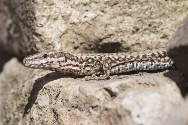 Lézard sur pierre — Photo