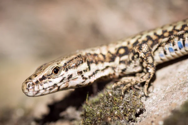 Lézard animal portrait — Photo