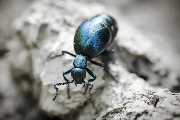 Blue insect on earth — Stock Photo, Image