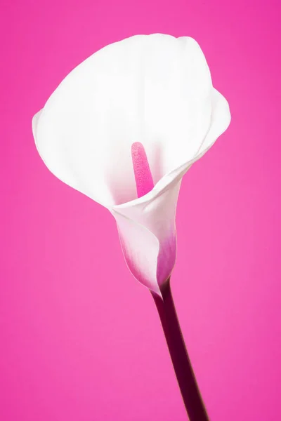 Calla Lelie roze achtergrond — Stockfoto