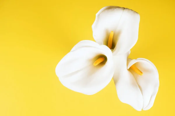 Flor de arum lirio de calla —  Fotos de Stock