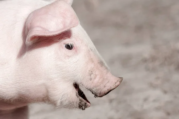小さな豚の側面図 — ストック写真
