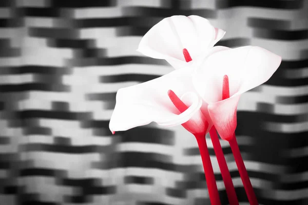 Калла лилии арум цветы — стоковое фото