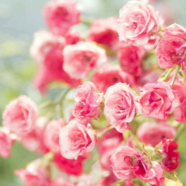 Hermoso rosal —  Fotos de Stock