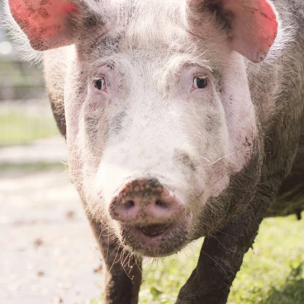 汚い大きな豚の肖像画 — ストック写真