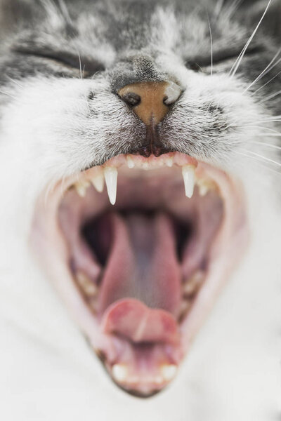 Yawning cat mouth — Stock Photo, Image