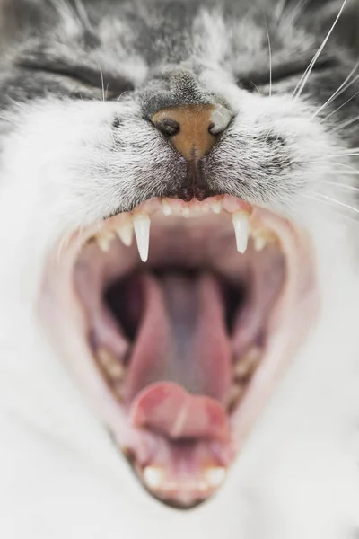 Bocejo boca de gato Fotos De Bancos De Imagens